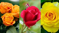 Rose Day 2025: गुलाब का रंग ही बता देगा आपके मन की बात, Valentine’s Week की होगी परफेक्ट शुरुआत