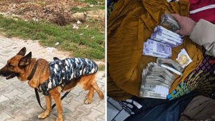 punjab robbery| sniffer dog| punjab police