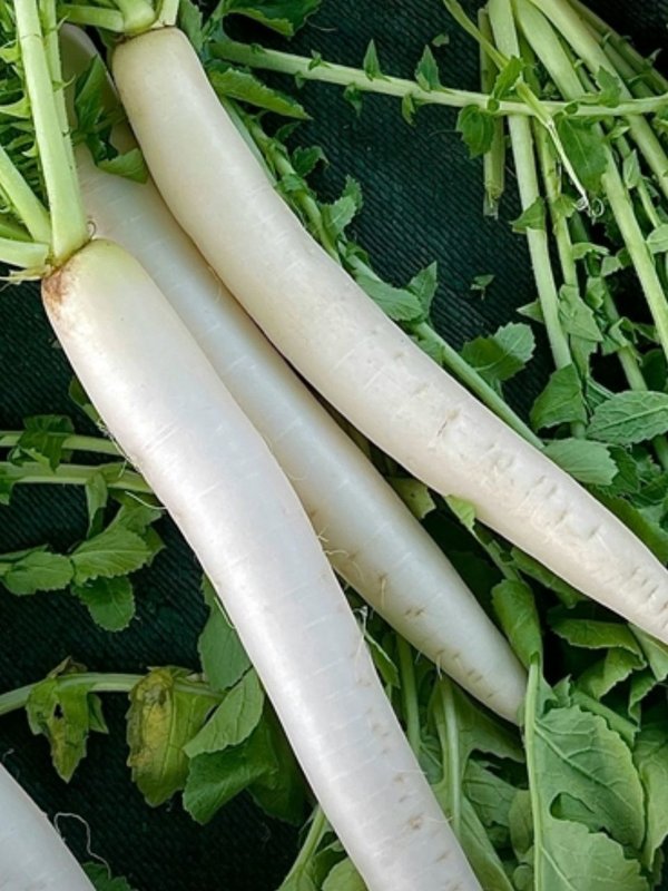 Is radish good for gastric problems, right way to Eat Radishes, How to Eat Radishes, correct way to Eat Radishes,