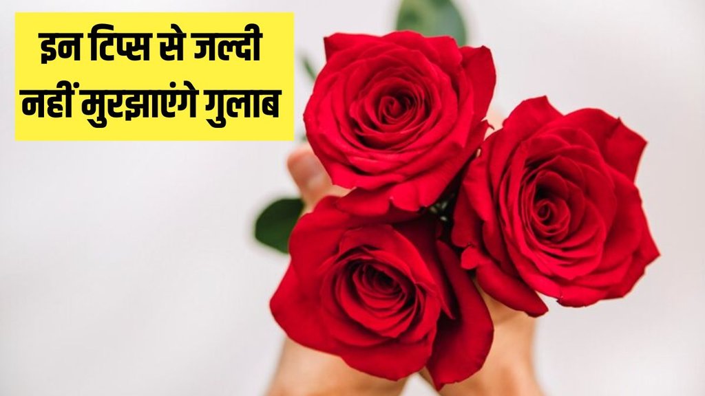 How do you keep flowers fresh longer । How do you keep rose fresh longer । Home Gardening