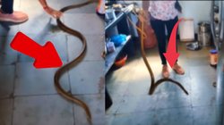 रसोई में छिपकर बैठा था जहरीला सांप, महिला के आने पर फैलाया फन और फिर…, Viral Video देख बढ़ जाएंगी धड़कनें