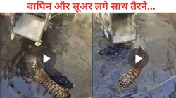 जंगली सूअर का शिकार कर ही थी बाघिन, दोनों कुएं में जा गिरे, जानें फिर क्या हुआ, रोमांचक Video Viral