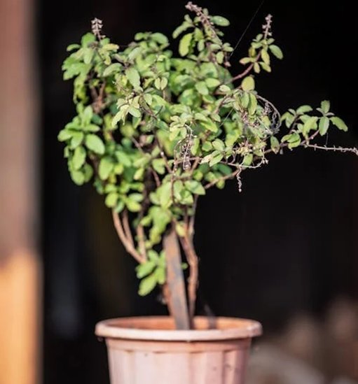 tulsi