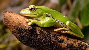 unique frog species