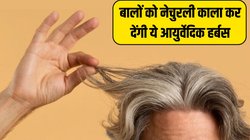 सफेद बालों को नेचुरली काला कर देंगी ये 3 आयुर्वेदिक हर्बस, बस जान लें इस्तेमाल करने का तरीका