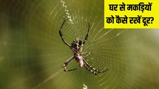 How to get rid of spiders । home remedies for spiders । What home remedy keeps spiders away