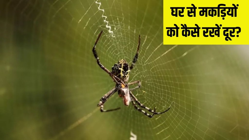 How to get rid of spiders । home remedies for spiders । What home remedy keeps spiders away