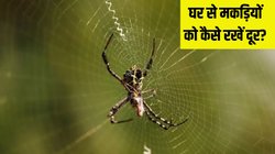घर से मकड़ियों का सफाया कैसे करें? बड़े काम आएंगे ये आसान से हैक्स