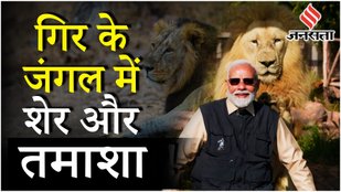 PM Modi Gir Visit: गिर में दो साल में 240 शेरों की मौत, Vantara में PM मोदी का जंगल सफारी एंडवंचर !