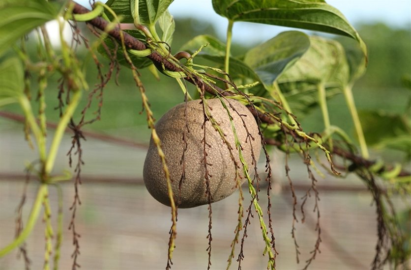 Air-Potato