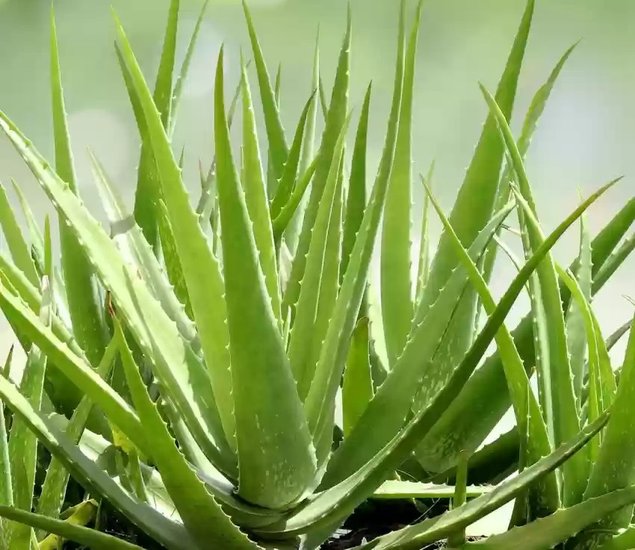 Aloe Vera