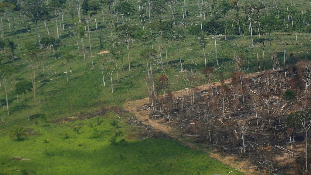 Amazon forest