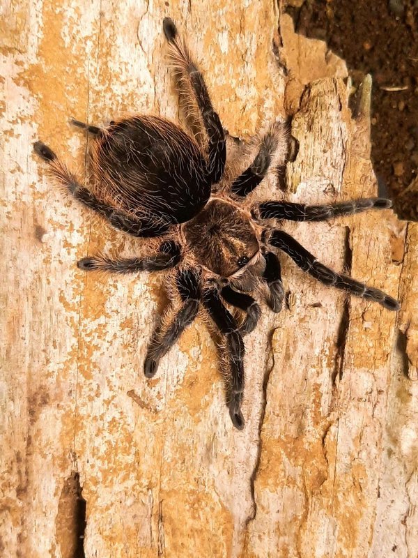 Biggest spiders by size