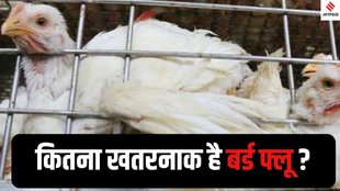 Bird Flu Outbreak Bokaro, H5N1 Virus Ranchi, Bird Flu Ranchi Bokaro, H5N1 strain killing birds