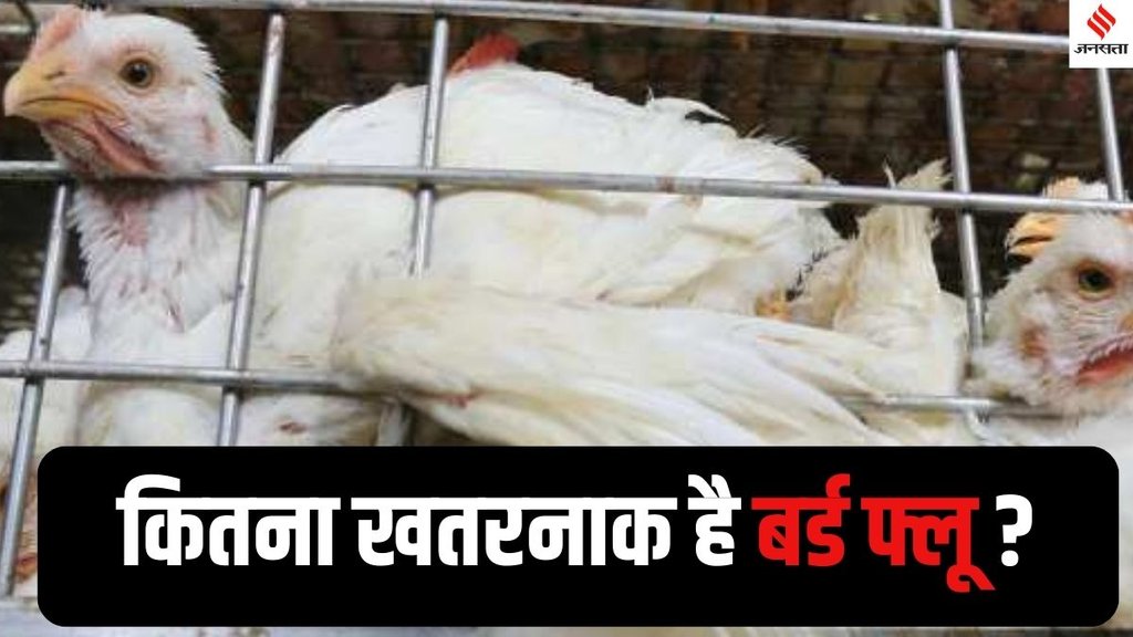 Bird Flu Outbreak Bokaro, H5N1 Virus Ranchi, Bird Flu Ranchi Bokaro, H5N1 strain killing birds