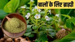 बालों लिए किसी अमृत से कम नहीं है यह पौधा, तेल से लेकर पाउडर तक बस ऐसे कर लें उपयोग