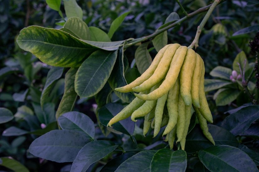 Buddha’s Hand 2