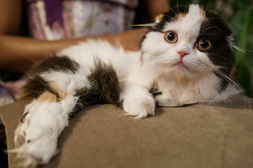 Fear of Animal Fur