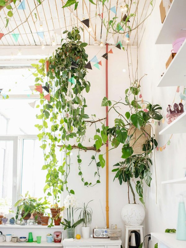 Good luck plants for office