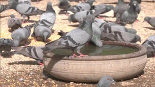 Weather, IMD, Heatwave, AQI, Delhi Weather