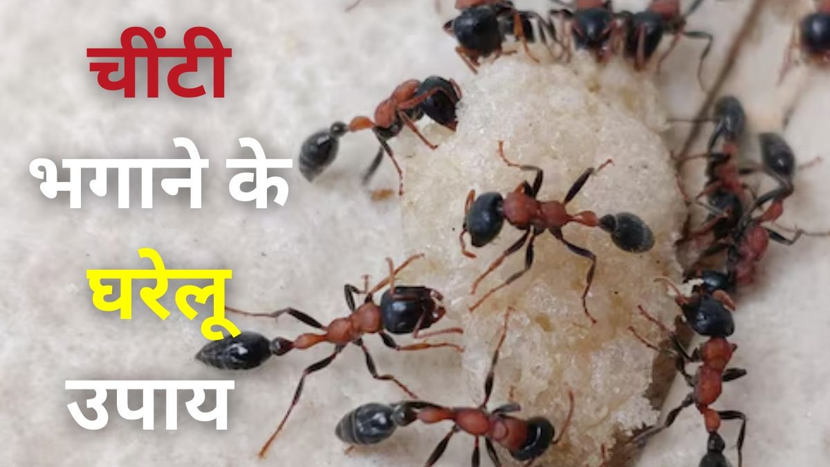 How to get rid of ants in the house quickly | Jansatta