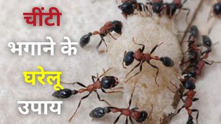 How to Get Rid of Ants। Get Rid of Ants