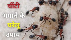 गर्मी में चींटियों ने घर में जमा रखा है डेरा? इन तरीकों से पलभर में हो जाएंगी गायब, मारने की नहीं पड़ेगी जरूरत