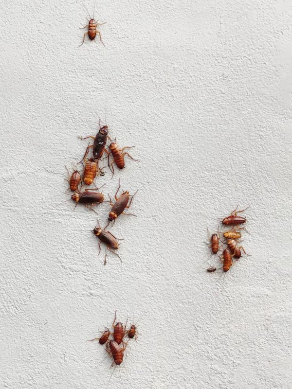 How to get rid of cockroaches