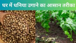 सिर्फ 3 दिन में घर में धनिया उगाने का सबसे आसान तरीका, गमले में पौधा लगाने के लिए अपनाएं ये तरकीब