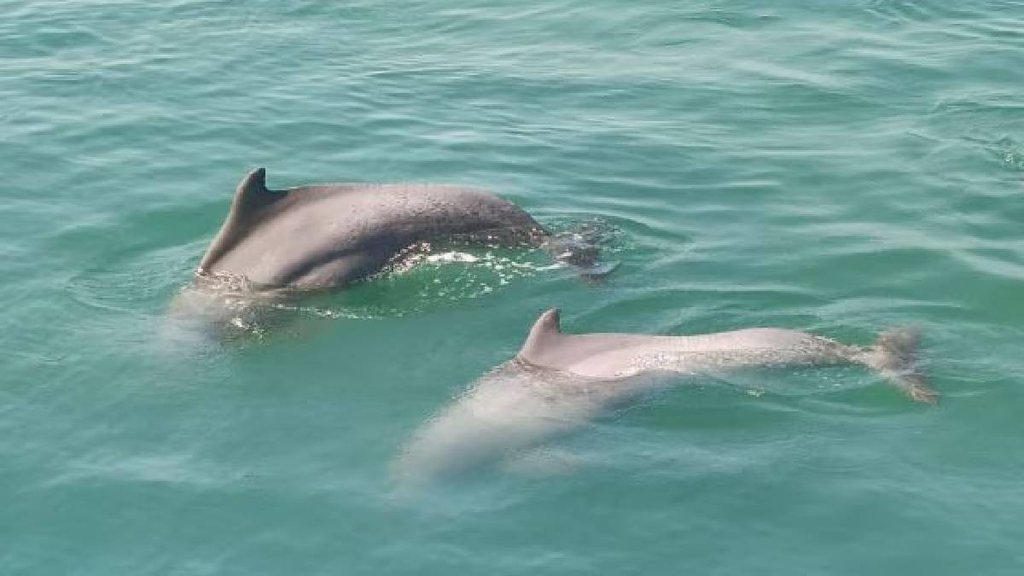India river dolphins