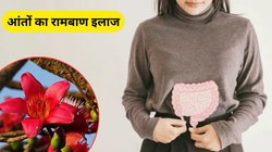 आंतों के लिए अमृत है इस फूल की सब्जी, गट हेल्थ हमेशा रहेगी दुरुस्त, एक्सपर्ट से जानिए फायदे और कैसे करें इस्तेमाल