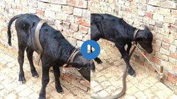 बछड़े के शरीर से लिपट गया जहरीला सांप, लगा दबाने गला, फिर जो हुआ…दिल की धड़कनें बढ़ा रहा Viral Video