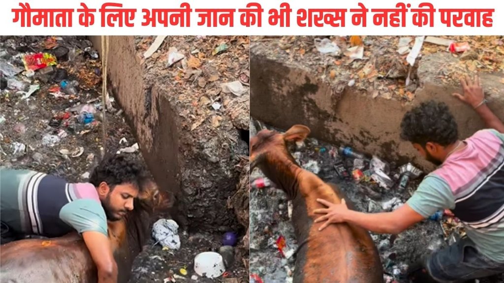 Cow| Viral Video| Cow Rescue Viral Video