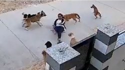 घर के बाहर टहल रही युवती पर आवारा कुत्तों ने किया अटैक, सड़क पर गिराया, फिर…, दिल दहला रहा हमले का Viral Video