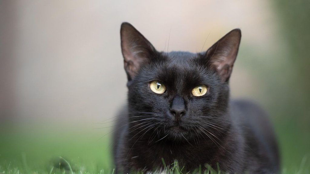 Moradabad| Hindi News| Moradabad Cat killed