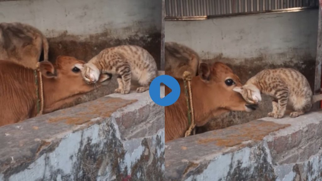 Emotional Video| Emotional Viral Video| hindi News