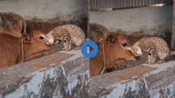 ‘तभी इन्हें गौमाता कहते हैं…’, बिल्ली को बड़े प्यार से पुचकारने लगी गाय, Viral Video देख यूजर्स का दिल हो गया खुश