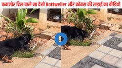 Rottweiler VS King Cobra: नजर पड़ते ही कुत्ते ने मारा झपट्टा, नागराज के कर दिए दो टुकड़े, लड़ाई का Viral Video देख सिहर जाएंगे