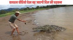 विशालकाय मगरमच्छ को मांस का छोटा सा टुकड़ा लेकर ललचाने लगा शख्स, फिर जो हुआ…, कमजोर दिल वाले न देखें Viral Video