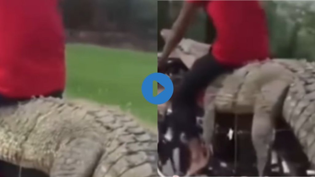 Crocodile| Viral Video| Funny Viral Video