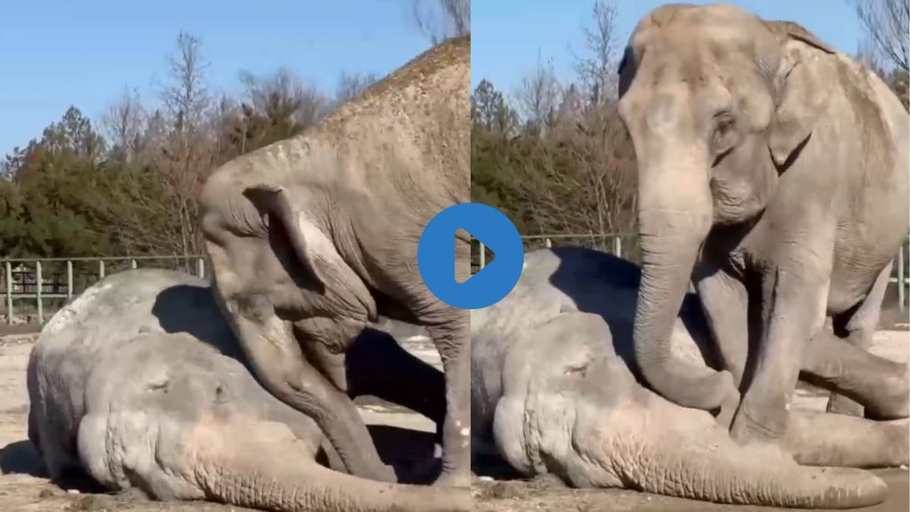 Elephant| Elephant Viral Video| Viral Video