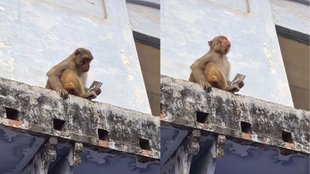 Vrindavan viral video, viral video, Vrindavan monkey viral video