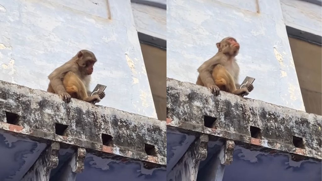 Vrindavan viral video, viral video, Vrindavan monkey viral video
