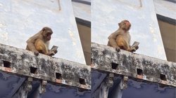 हाथों से डेढ़ लाख का फोन ले भागा बंदर, वापस पाने के लिए शख्स ने लगाई ‘बीरबल की बुद्धी’, Viral Video देख छूट जाएगी हंसी