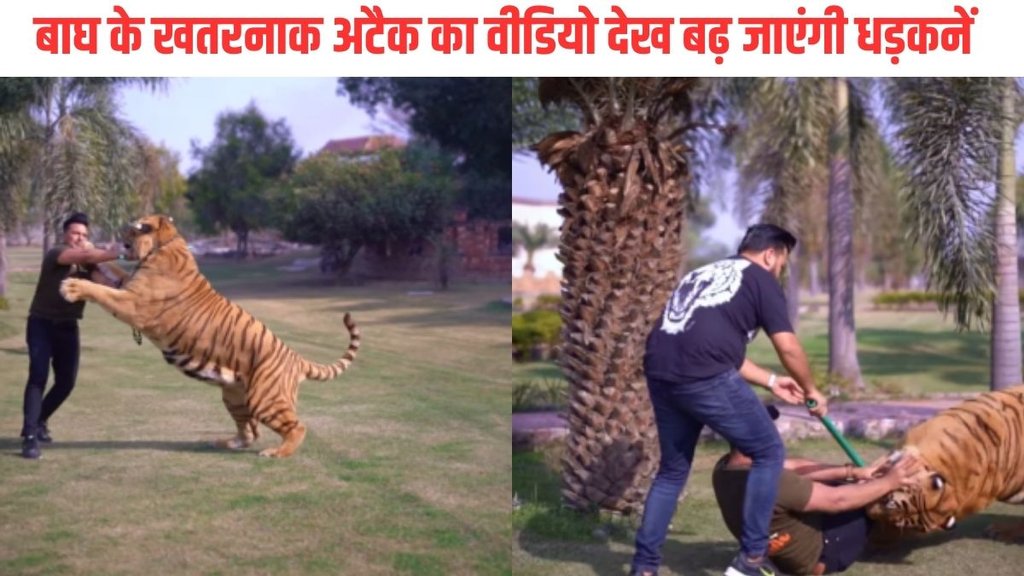Viral Video| Tiger Attack| Trending Video