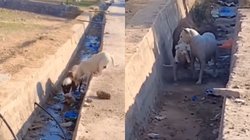 ‘मां तो ऐसी ही होती है…’ छलांग लगाते वक्त नाले में गिर गया बच्चा, बचाने के लिए कुत्ते ने झोंक दी पूरी ताकत, Viral Video देख हो जाएंगे भावुक