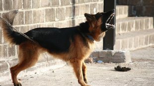 Kanpur, kanpur dog kill 80 year old lady, Kanpur Pet Dog Attack
