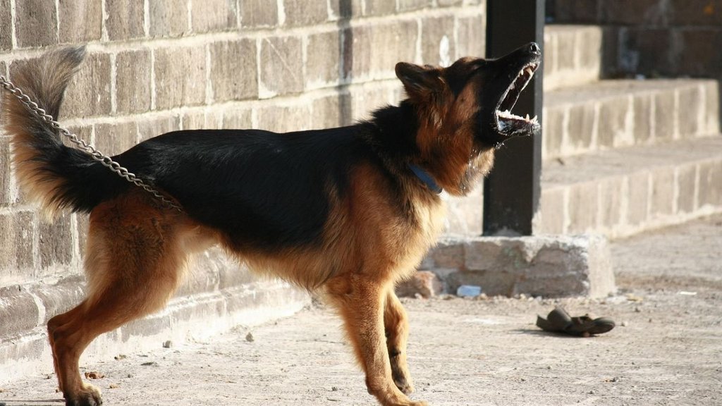 Kanpur, kanpur dog kill 80 year old lady, Kanpur Pet Dog Attack