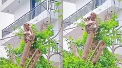 ‘इनमें इंसानों से ज्यादा इंसानियत…’, पिल्ले को बचाने के लिए बंदर ने लगा दी जान, कलेजे से चिपकाया और फिर…, Viral Video देख हो जाएंगे भावुक