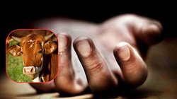 ग्रेटर नोएडा में महिला की मौत, गाय का दूध पीने से बिगड़ी थी तबीयत, रिपोर्ट देखकर डॉक्टर भी चौंके